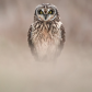 Shortie Staredown