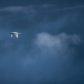 Swan Song
