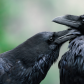 Raven Love