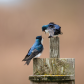 Swallow Spat