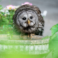 Garden Owl