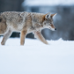 Urban Winter Coyote