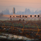 Farm Eagles