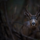 Deer in the Dark