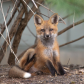 Red Fox Kit