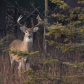 White Tail Buck