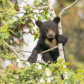 Tree Lookout