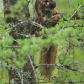 Nest Raider and Nestling