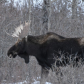 THE BULL