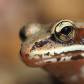 Portrait of a Wood Frog