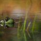 A little green frog swimming in the water