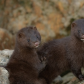 Young Mink Love