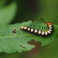 Paddle caterpillar