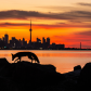 Little fox big city