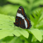 White Admiral