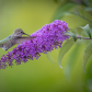 Anna's Hummingbird at the Butterfly Bush