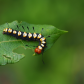 Paddle Caterpillar