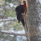 Pileated Woodpecker at Work