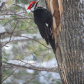 Pileated Woodpecker at Work