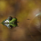Frog Surfacing