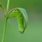 Munchin' Caterpillar