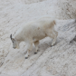 Mountain Goat