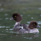 Goldeneyes