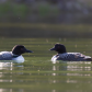 Loons