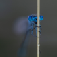 Baby Blues