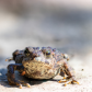 Toad