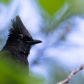 Stellers Jay Portrait