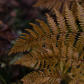 Autumn in the Forest