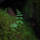 Growth