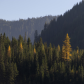 Larch Madness