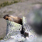 Nature's Easy Chair