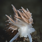 Disco Slug