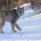 Wandering Lynx 