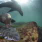 Stellar's Sea Lion with Starry Flounder