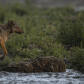 Wolf at Sunset