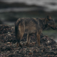 Coastal Wolf in the Rain