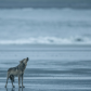 Howl