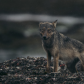 Kelp Wolf
