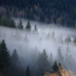Foggy Forest