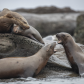 Stellar's Sea Lion Party