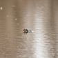 Snapping Turtle Surfacing