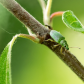 Pale Green Weevil