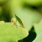 Buffalo Treehopper