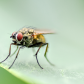 Bottle Fly