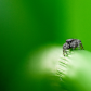Jumping Spider