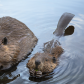 Momma and baby beaver